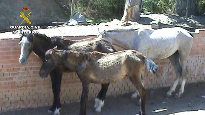 Detenido por maltrato animal tras hallar en su finca nueve caballos muertos