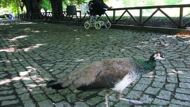 Un pavo real ataca a un niño de 19 meses en un parque de Gijón