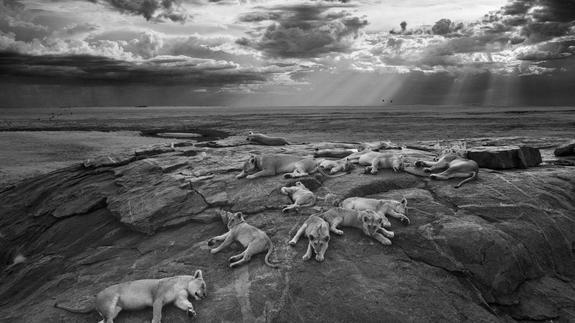 Las leonas durmientes del Serengueti, la mejor foto de naturaleza del año