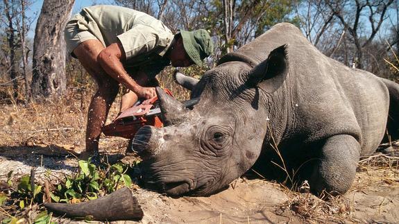 La caza furtiva de rinocerontes bate récords en Sudáfrica