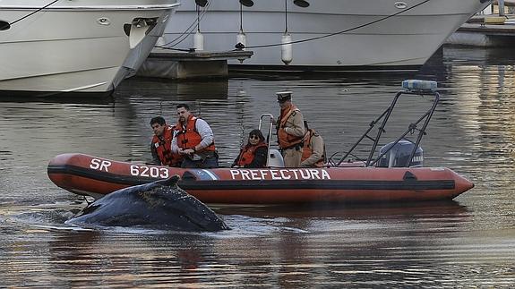 Una ballena perdida sorprende a los vecinos de Buenos Aires