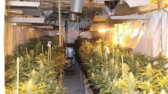 La Guardia Civil desmantela un cultivo de 232 plantas de marihuana en un pajar de Cantabria