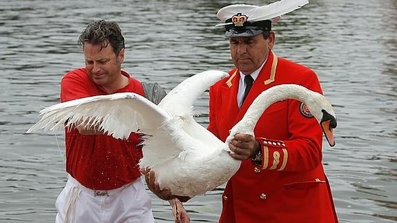 Los cisnes de Isabel II no se tocan