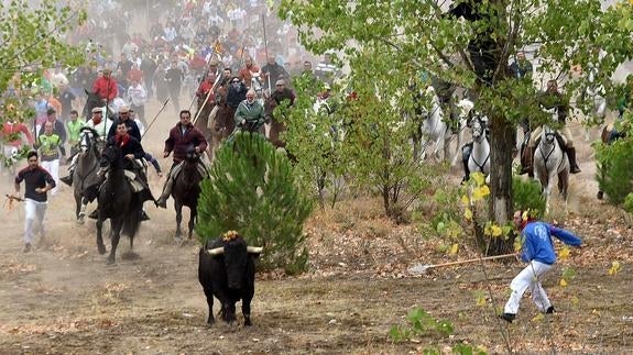 'Rompesuelas' muere alanceado entre protestas en un Toro de la Vega declarado nulo