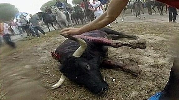 Condenado el Ayuntamiento de Tordesillas por el Toro de la Vega