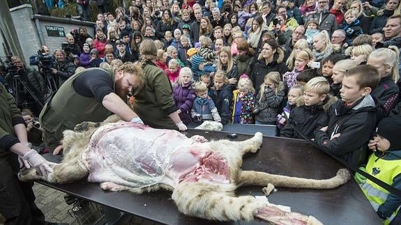 Polémica por la disección de un león en un zoo de Dinamarca