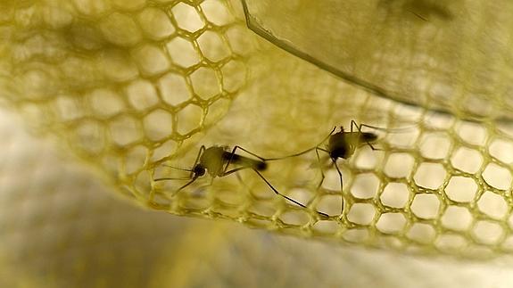 Cataluña registra un segundo caso de zika en una embarazada