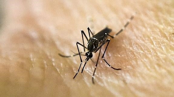 Sanidad detecta una nueva embarazada con Zika y eleva a 93 los casos confirmados en España