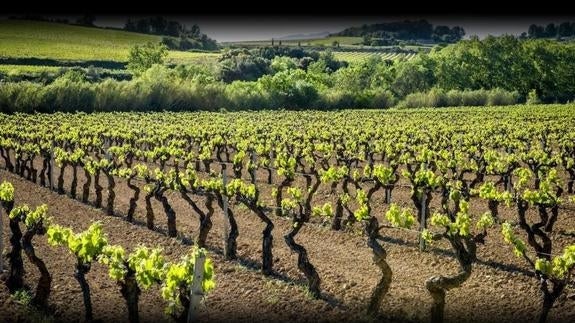 Un paseo entre burbujas por el Penedés