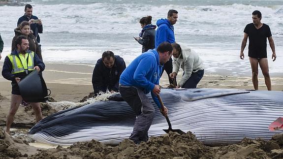 Aparece en Huelva una cría de ballena muerta, el cuarto cetáceo hallado en una semana