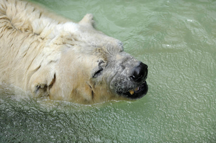 Fallece Arturo, el oso polar «más triste del mundo»