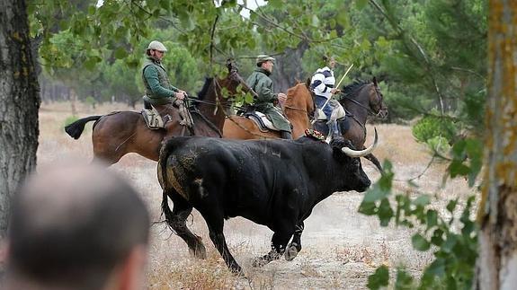 El Toro de la Peña sustituirá al Toro de la Vega en Tordesillas