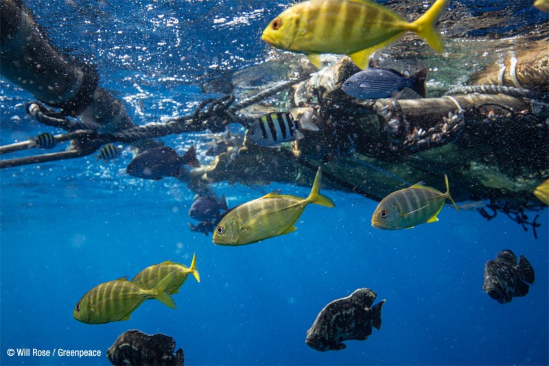 Greenpeace alerta del aumento de vertido de plásticos al mar