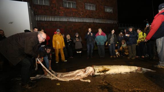 Hallan una cría de calamar gigante de unos 105 kilos en la playa de La Coruña