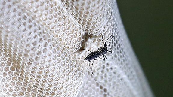 El zika deja de ser «emergencia de salud pública mundial» para la OMS