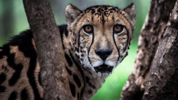 Movilización para salvar al guepardo, en peligro de extinción