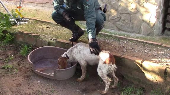 La Guardia Civil rescata a medio centenar de animales de una perrera ilegal en Chiclana