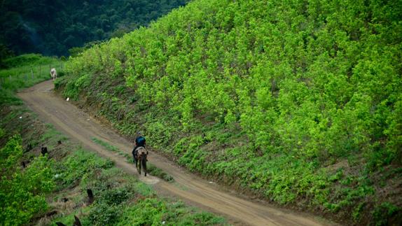 Colombia espera sustituir 100.000 hectáreas de cultivos de coca este año