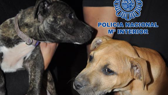 La Policía evita la muerte de 230 perros peligrosos para peleas