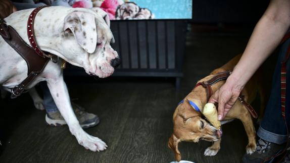 En Ciudad de México, los perros combaten el calor comiendo helados