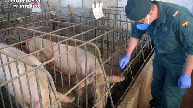 Detenido el propietario de una granja en Murcia por abandonar más de un centenar de cerdos