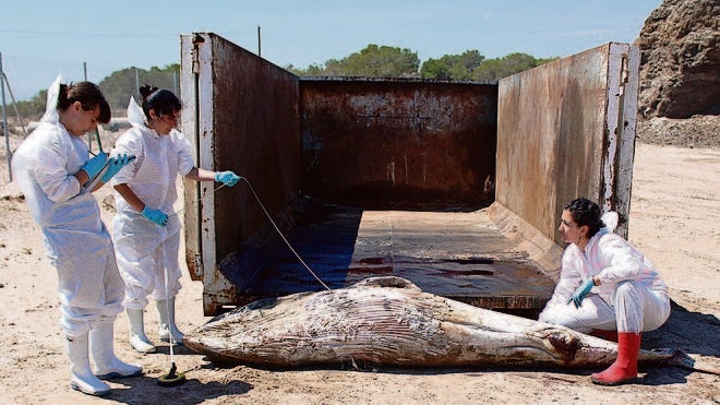 Localizan el primer ejemplar de ballena enana en aguas valencianas