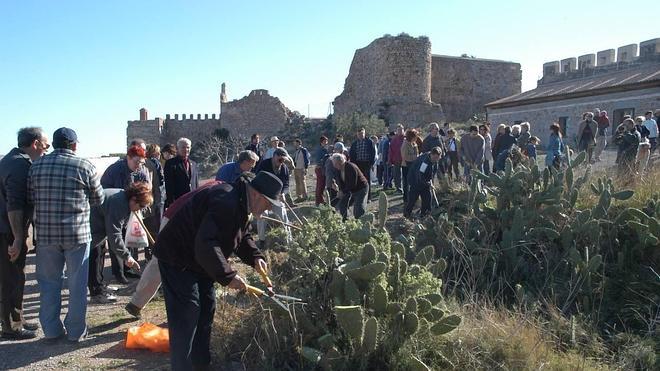 Un parásito contra las chumberas