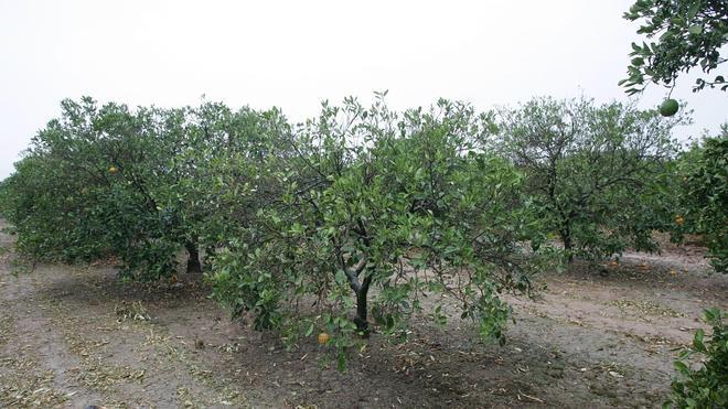 Los agricultores piden al Gobierno soluciones reales al problema de la sequía