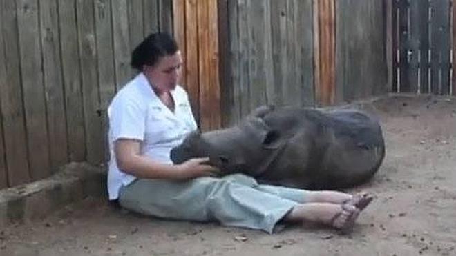 Un bebé rinoceronte incapaz de dormir solo