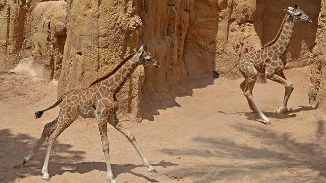 Bioparc muestra a sus dos jirafas criadas con biberones