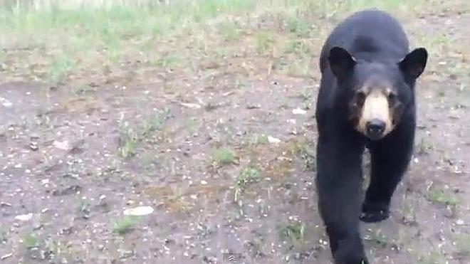 Graban a un oso que les persigue