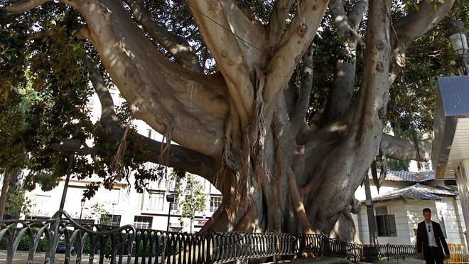 La Comunitat tiene cerca de 900 árboles monumentales