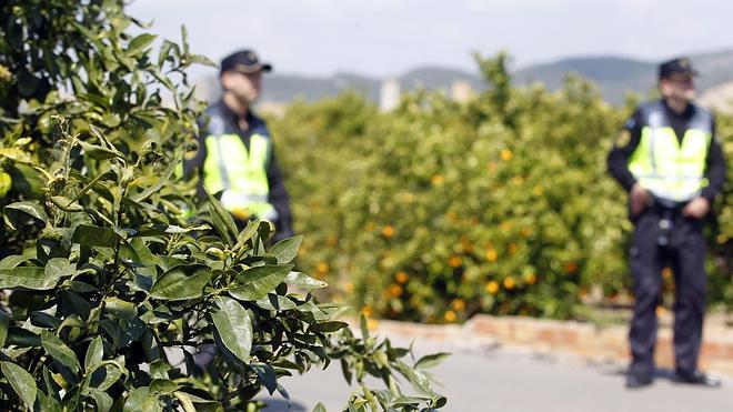 El negocio de las naranjas robadas