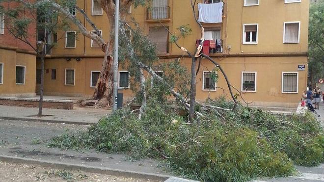 Se desploma la rama de un eucaliptus gigante en el barrio de la Esperanza