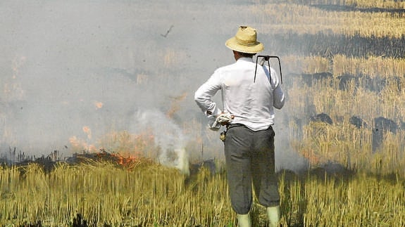 Valencia quemará más de la mitad de la paja del arroz para combatir la planta invasora