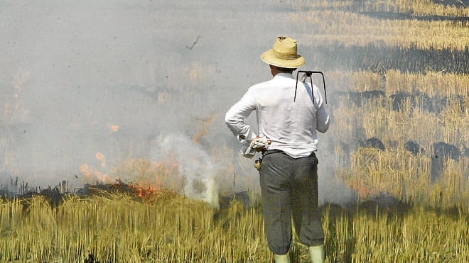 Valencia quemará más de la mitad de la paja del arroz para combatir la planta invasora
