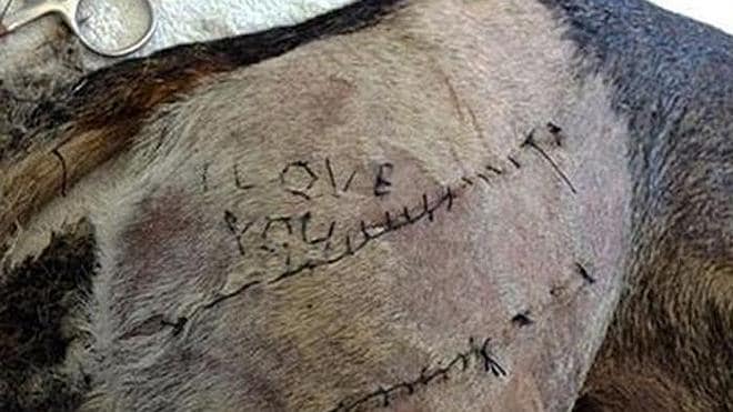 Un joven cose un 'I love you' en la piel de un perro para sorprender a su novia