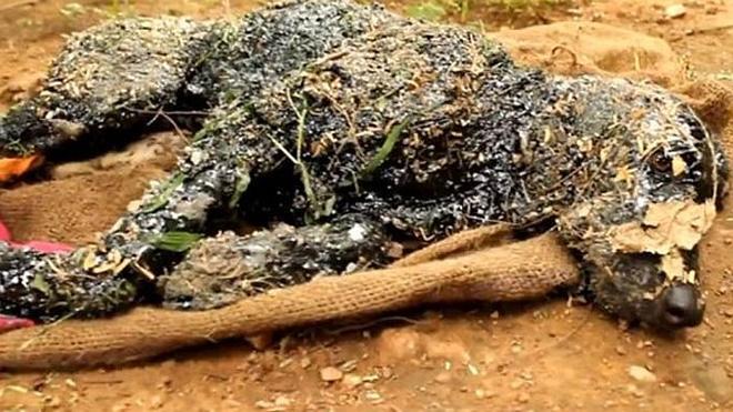 Rescatan a un perro petrificado