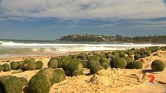 Miles de unas extrañas pelotas verdes aparecen en una playa de Australia