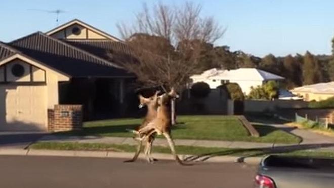 Espectacular pelea de dos canguros en un barrio de Australia