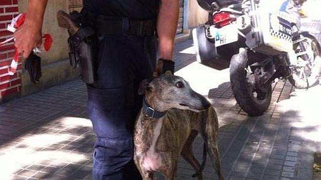 Persecución policial a un galgo