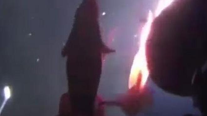 Brutal ataque de un calamar gigante a un submarino de Greenpeace