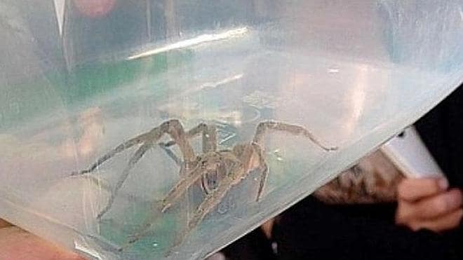 Encuentran a la araña más peligrosa del mundo en un pedido del supermercado