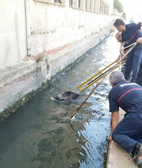 Policías y bomberos rescatan a un jabalí caído en una acequia