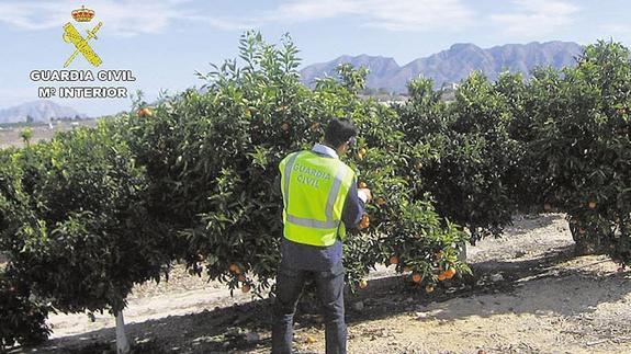 Los hurtos son el modo de sustracción más habitual en los campos valencianos