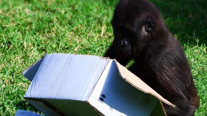 2.000 niños valencianos colaboran en el Bioparc con la conservación de 25 gorilas del monte Ebo
