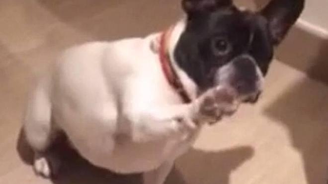 Benito, el perro que se hace el muerto al oír hablar de Pablo Iglesias
