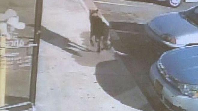 Un perro da la vida por su familia