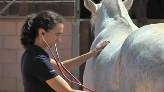 Los veterinarios, en contra de la apertura de nuevas facultades