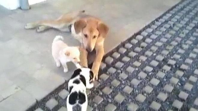 Perros en busca de una familia